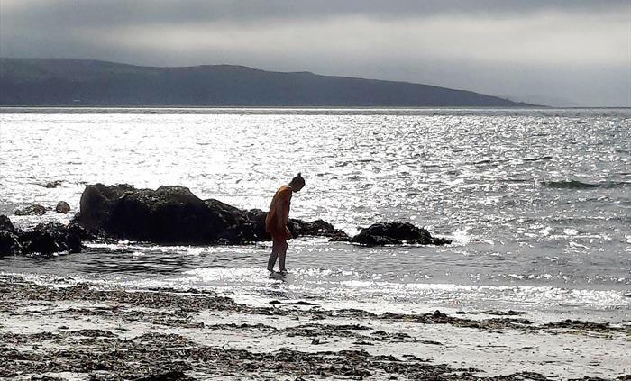 Image showing Noelle foraging for seaweed at Pwllgwaelod Beach
